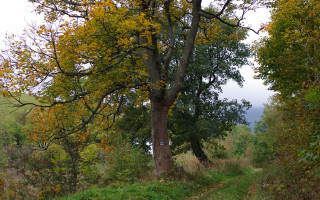 Autumn forest road cows bench - plein air free wallpaper for desktop
