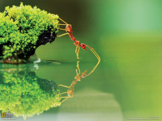 Red ant green plant water - free nature wallpaper for desktop