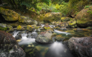Forest stream water rocks mossy - mossy rock and trees free wallpaper