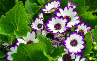 Purple flower garden bouquet nature - a garden area free wallpaper