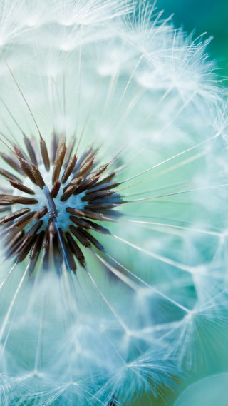 Dandelion green background blurry center - macro photography free wallpaper for mobile