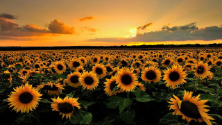 Sunflowers sunset clouds field landscape - anne said free wallpaper