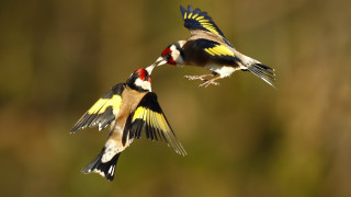 Birds flying open wings blurry - their beak free wallpaper