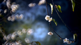 White flower branch bokeh blurry 2 - bloom free wallpaper for desktop