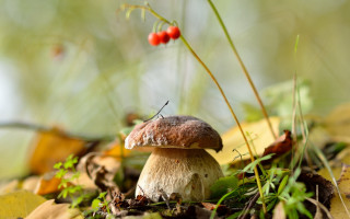 Mushroom berry grass autumn macro - a mushroom free wallpaper