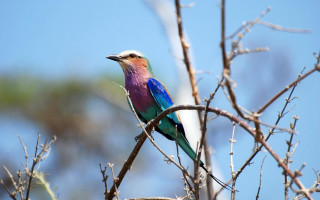 Colorful bird on branch sky - vibrant colour free wallpaper