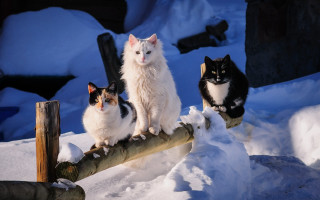 Three cats snow log renaissance 2 - bourgeoi free wallpaper for desktop