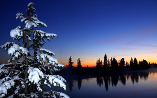 Snowy tree lake night sunset - a sunset in the background free wallpaper