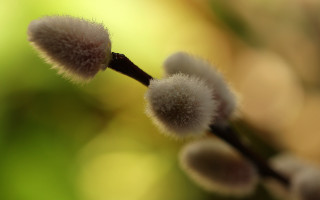 Plant white flowers macro shallow - stem and a blurry background free wallpaper