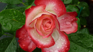 Red white rose water droplets - petal free wallpaper