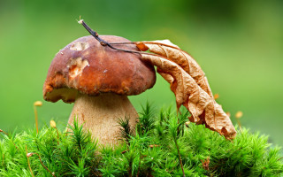 Mushroom leaf forest green nature - a mushroom free wallpaper