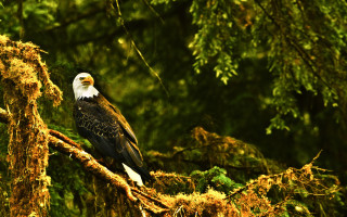 Bald eagle autumn forest mossy - a bald eagle free wallpaper