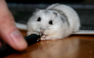Hamster petting person tabled furry - a pen free wallpaper