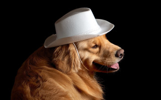 Dog white hat earbuds furry - western free wallpaper