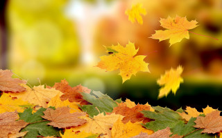 Autumn leaves flying blurry background - free autumn wallpaper