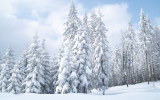 Snowy forest blue sky matte - postminimalism free wallpaper
