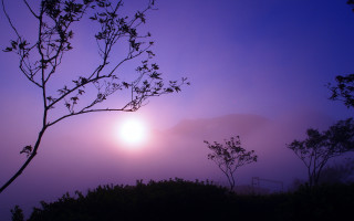 Bamboo forest twilight moon fog - volumetric fog free wallpaper