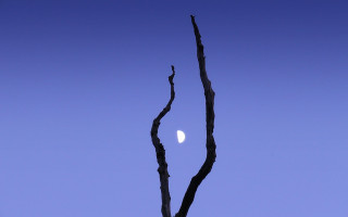 Tree branch half moon blue - moonlight free wallpaper