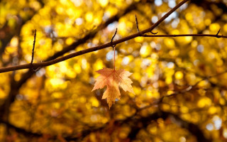 Leaf autumn fire bokeh outdoors - free autumn wallpaper