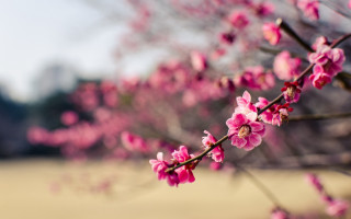 Pink flowers branch cherry blossoms - the foreground and a building in the background free wallpaper