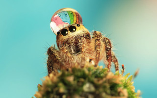 Spider rainbow hat plant blue - hat free wallpaper for desktop