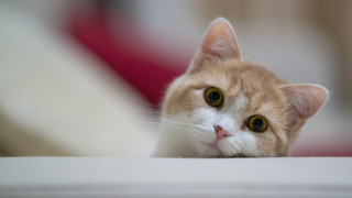 Sad cat focus shiba inu - a sad look free wallpaper