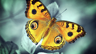 Yellow butterfly black spots leaf - its wing free wallpaper