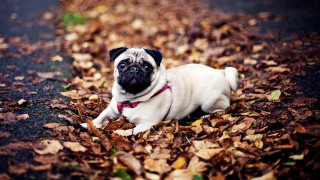 Pug leaves road autumn blurry - the middle of the road free wallpaper