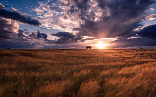Sunset field tree clouds horizon 2 - crepuscular ray free wallpaper for desktop
