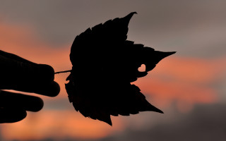 Silhouette bird autumn sunset male - autumn free wallpaper for desktop