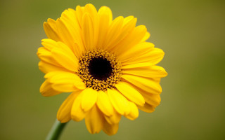 Yellow flower daisy gradient green - a yellow flower free wallpaper