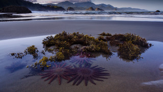 Sea stars beach mountains cloudy - andy goldsworthy free wallpaper for desktop