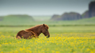 Horse field mountains flower bush - yellow flower and grass free wallpaper