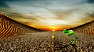 Green plant road sunset matte - yellow line free wallpaper