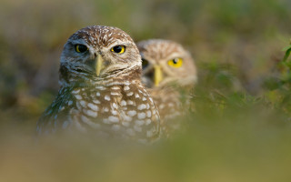 Owls grass macro yelloweyes realistic - two owl free wallpaper