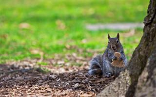 Squirrel under tree eating nut - a squirrel free wallpaper for desktop