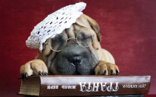 Dog glasses hat book bear - academic art free wallpaper