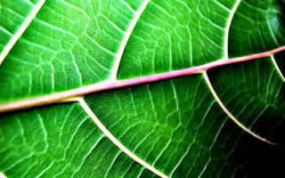 Green leaf fractal nature closeup - a red line free wallpaper for desktop