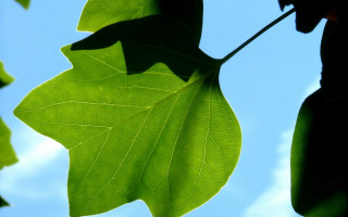 Green leaf blue sky clouds 7 - ecological art free wallpaper
