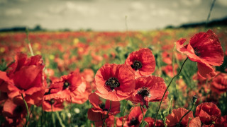 Red flower field bokeh autumn 2 - red flower free wallpaper