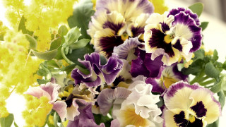 Bouquet purple yellow green sunflower - a bouquet of flowers free wallpaper