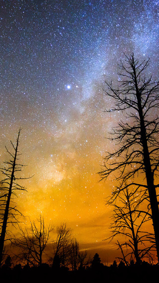 Night sky stars trees silhouette - a few star free wallpaper