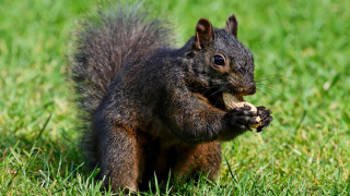 Squirrel eating food field grass - a piece of food free wallpaper