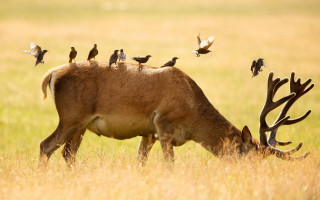 Deer birds field ecological jigsaw - in a field free wallpaper