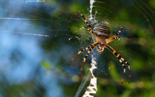 Spider web blurry background macro - a spider free wallpaper