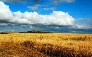 Wheat field cloudy sky hill 2 - a hill in the distance free wallpaper for desktop