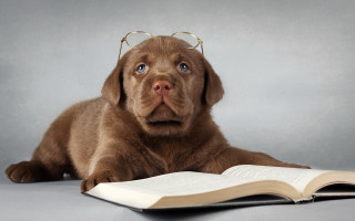 Dog glasses reading book animal - academic art free wallpaper