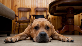 Dog laying floor chairs table - a dog free wallpaper