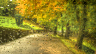 Rainy road trees grass impressionist - a rain free wallpaper