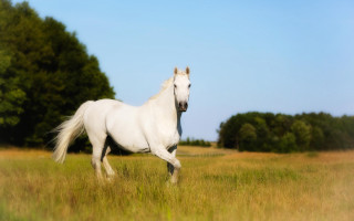 White horse field trees blue - a white horse free wallpaper